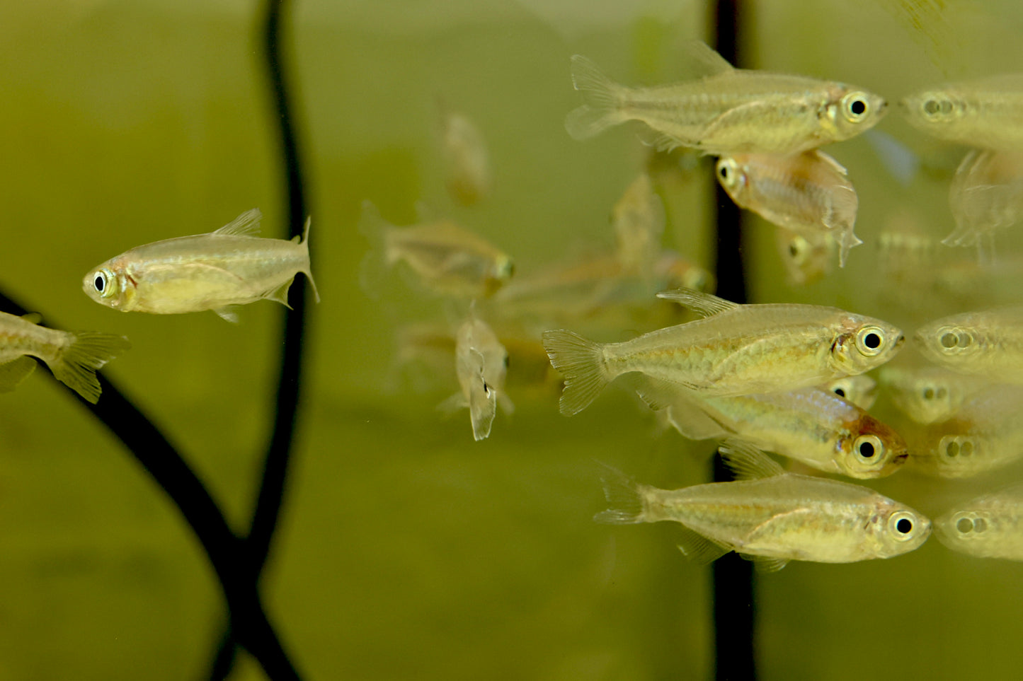 Congo Tetra 3-4cm