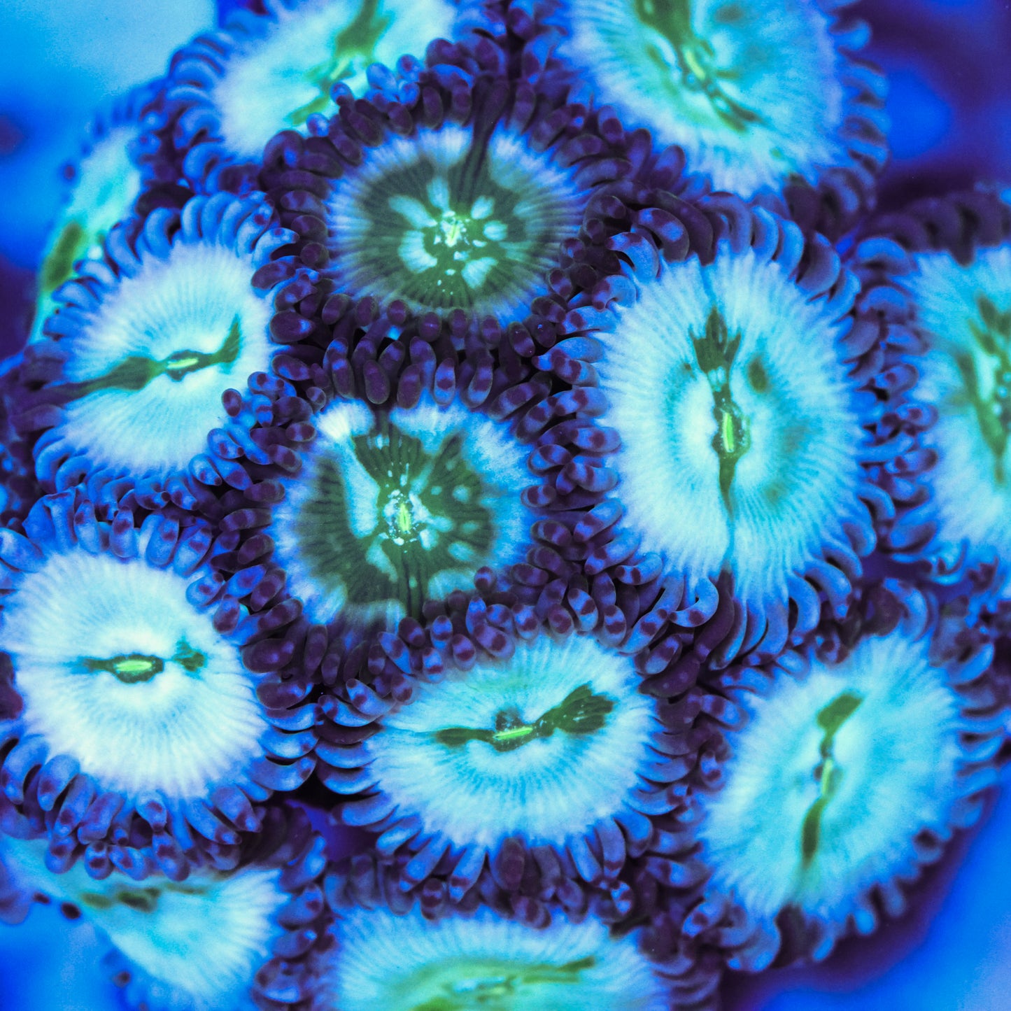 Desert Storm Zoa