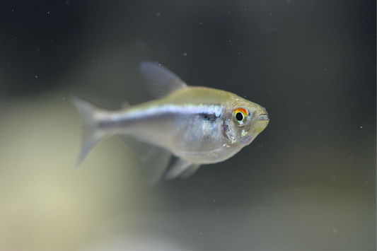 Black Neon Tetra