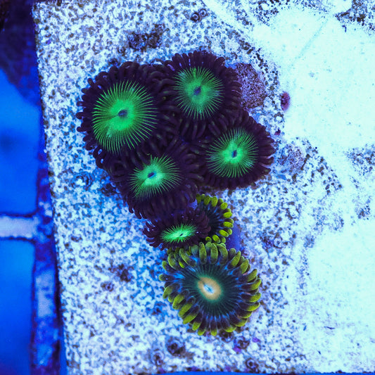 WYSIWYG Scrambled Egg & Granny Smith Zoa 6+ Polyps