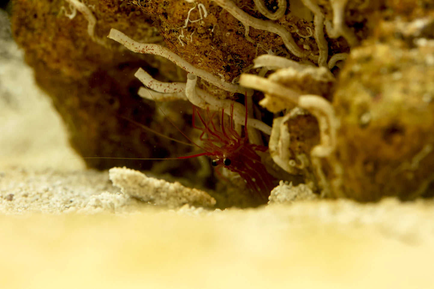 Peppermint Shrimp 4-5cm