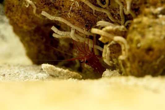 Peppermint Shrimp 4-5cm