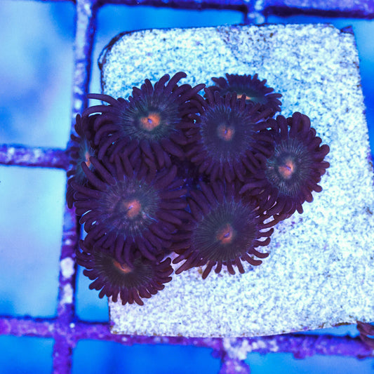 WYSIWYG Gorilla Nipple Zoa 7+ Polyps