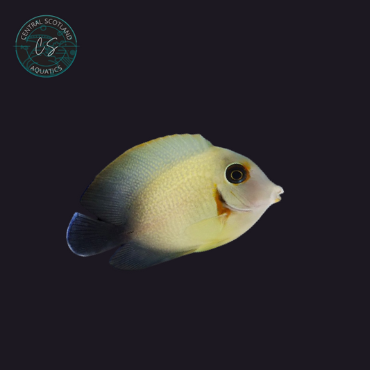 Half Black Tang (Acanthurus tristis)