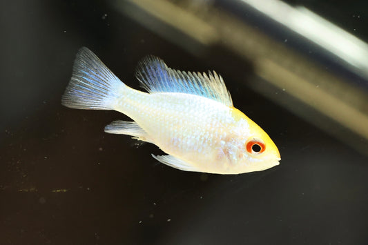 Golden Head Platinum Ram 3-4cm