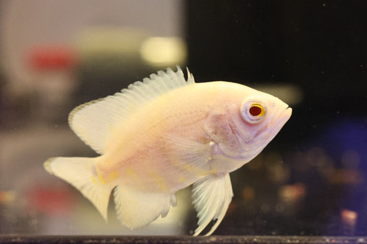 Albino Oscar 8cm