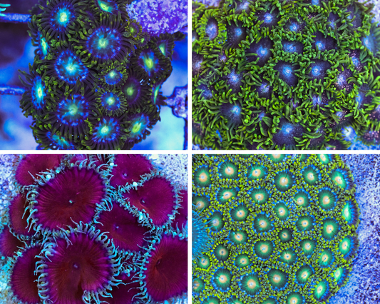 Zoa Bundle 1 – £50 (RRP £80)