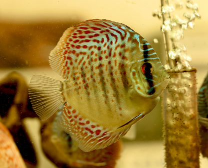 Assorted Premium Discus 7-10cm Body