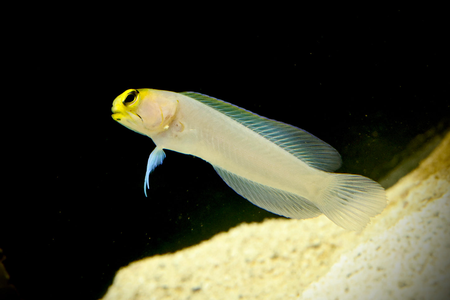 Pearly Jawfish 6-7cm