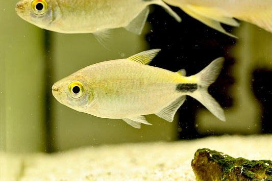 African Long Fin Tetra 7-8cm