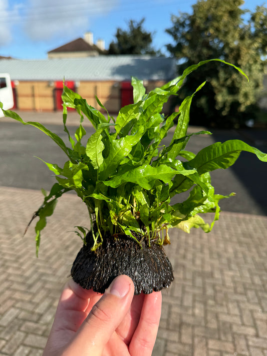 Half Coconut with Microsorum (Java Fern)