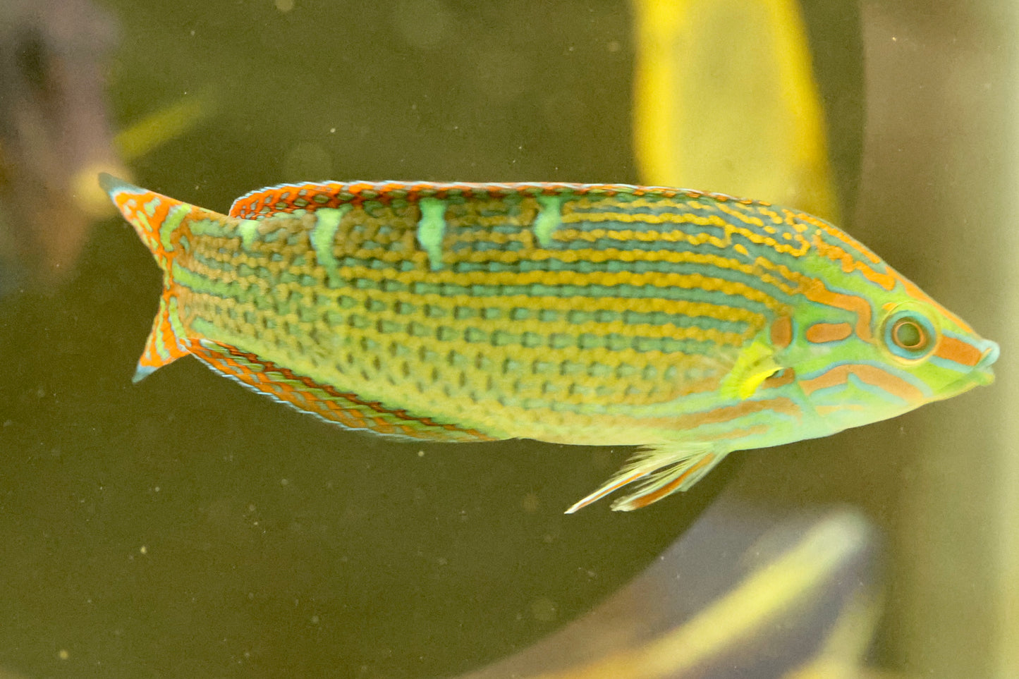 Australian Pinkface Wrasse (Halichoeres melanurus) (Medium)