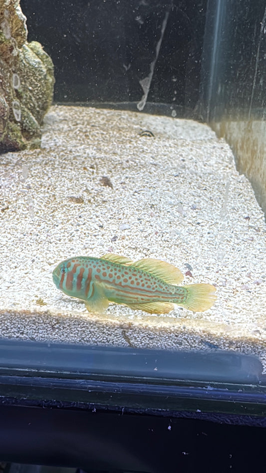 Green Goby (Small)