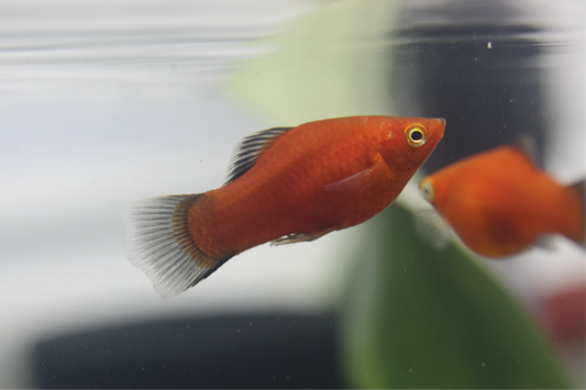 Red Wagtail Platy 3cm