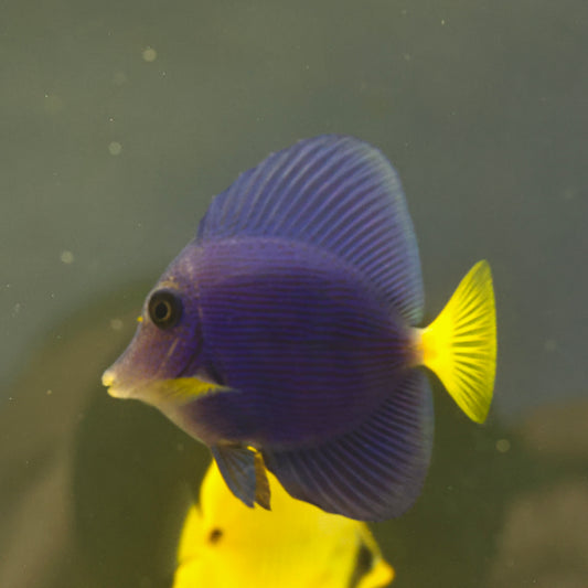 Purple Tang (Small)