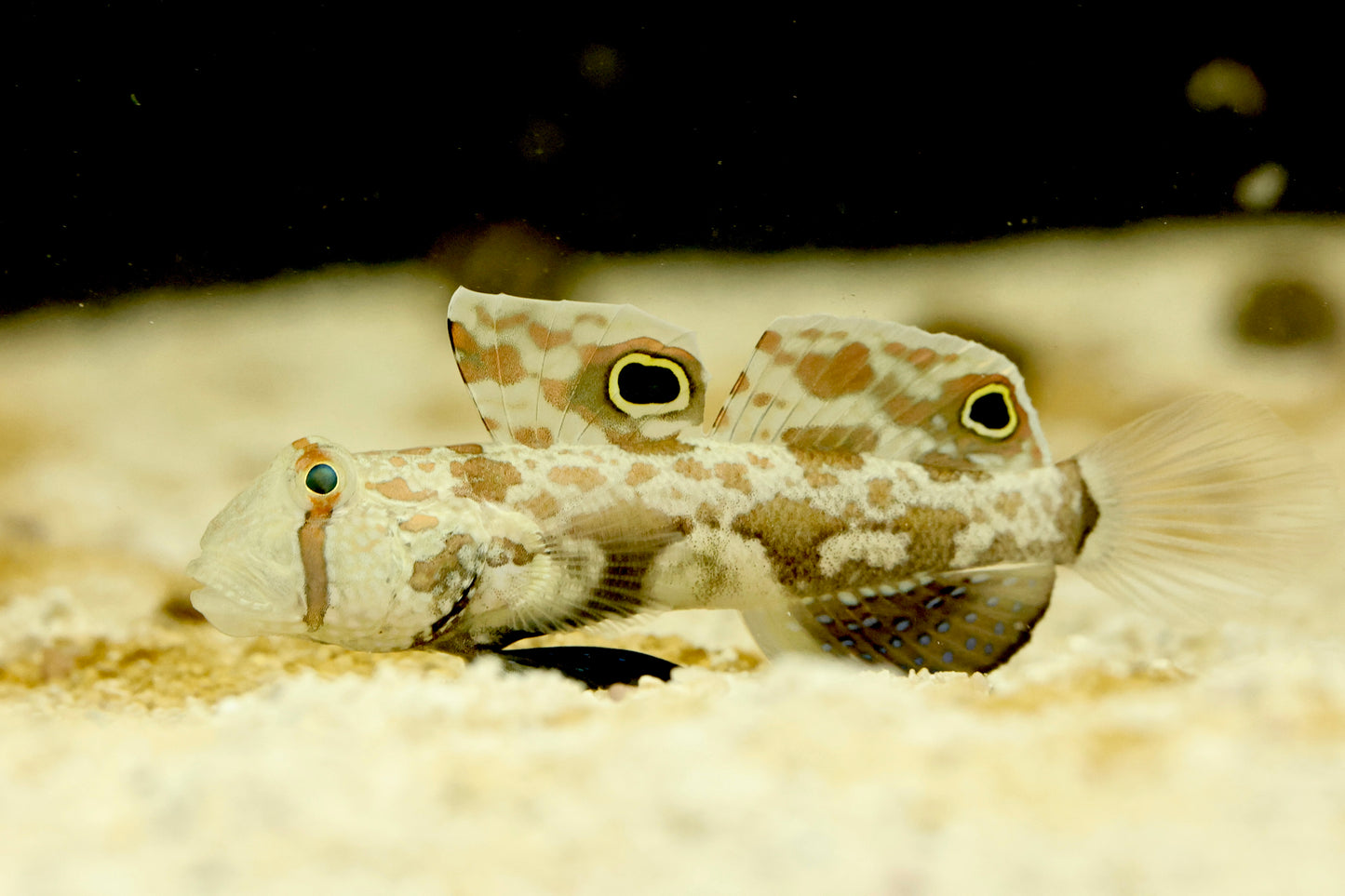 Eye Spot Goby 3-4cm