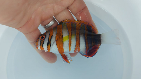 Harlequin Tusk Adult (Large) (WYSIWYG)