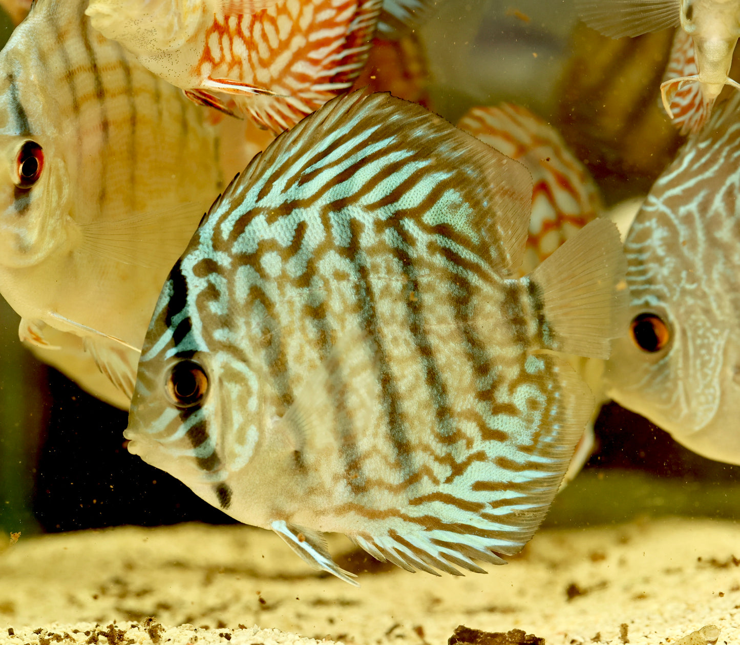 Assorted Premium Discus 7-10cm Body