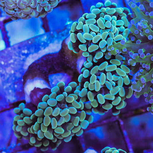 WYSIWYG Pale Green Hammer Coral 4 Heads