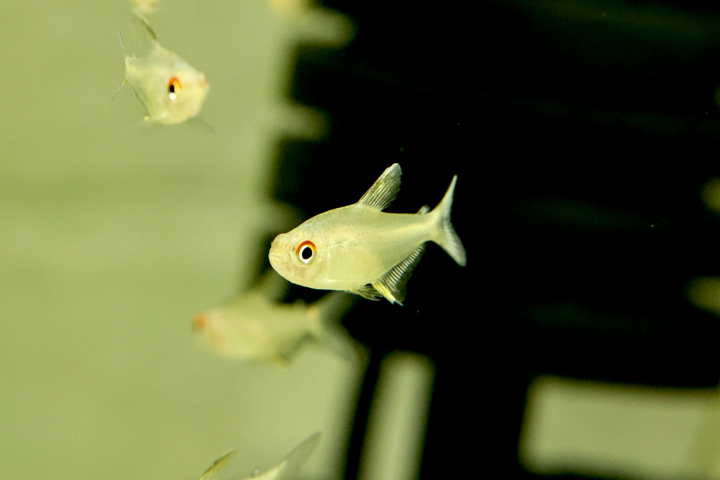 Lemon Tetra 2-3cm