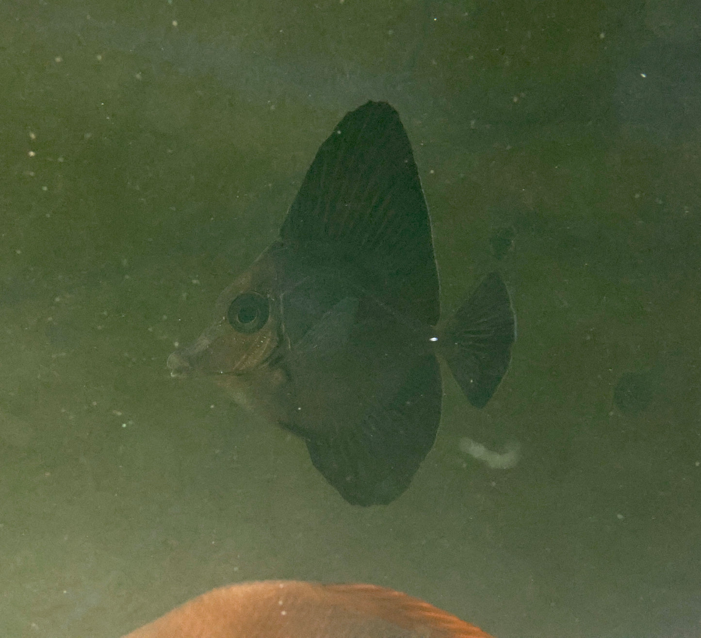 Black Longnose Tang (Very Rare)(Small)