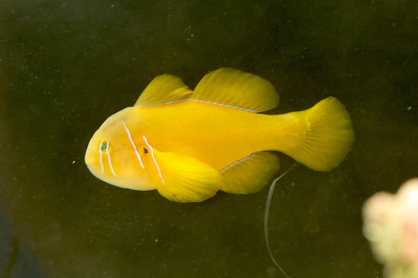 Saffron Goby 4-5cm