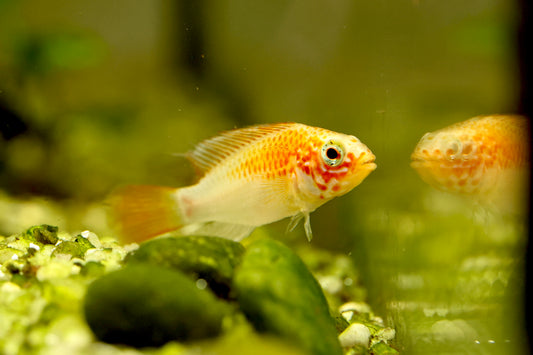 Apistogramma Viejita ‘Gold’ Pair 5-7cm