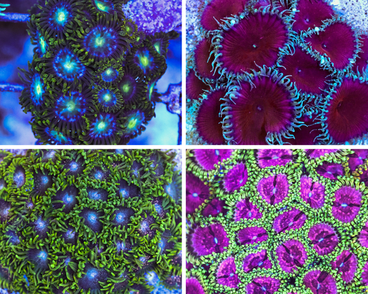 Zoa Bundle 3 – £70 (RRP £100)