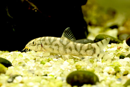 Yoyo Loach 6cm