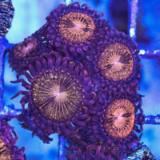 WYSIWYG Reverse Space Monster Zoa 4+ Polyps