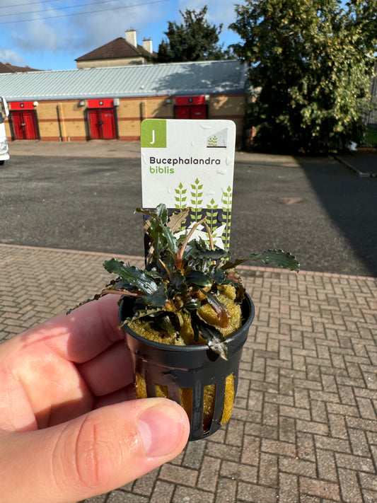 Bucephalandra Biblis in 5cm Pot