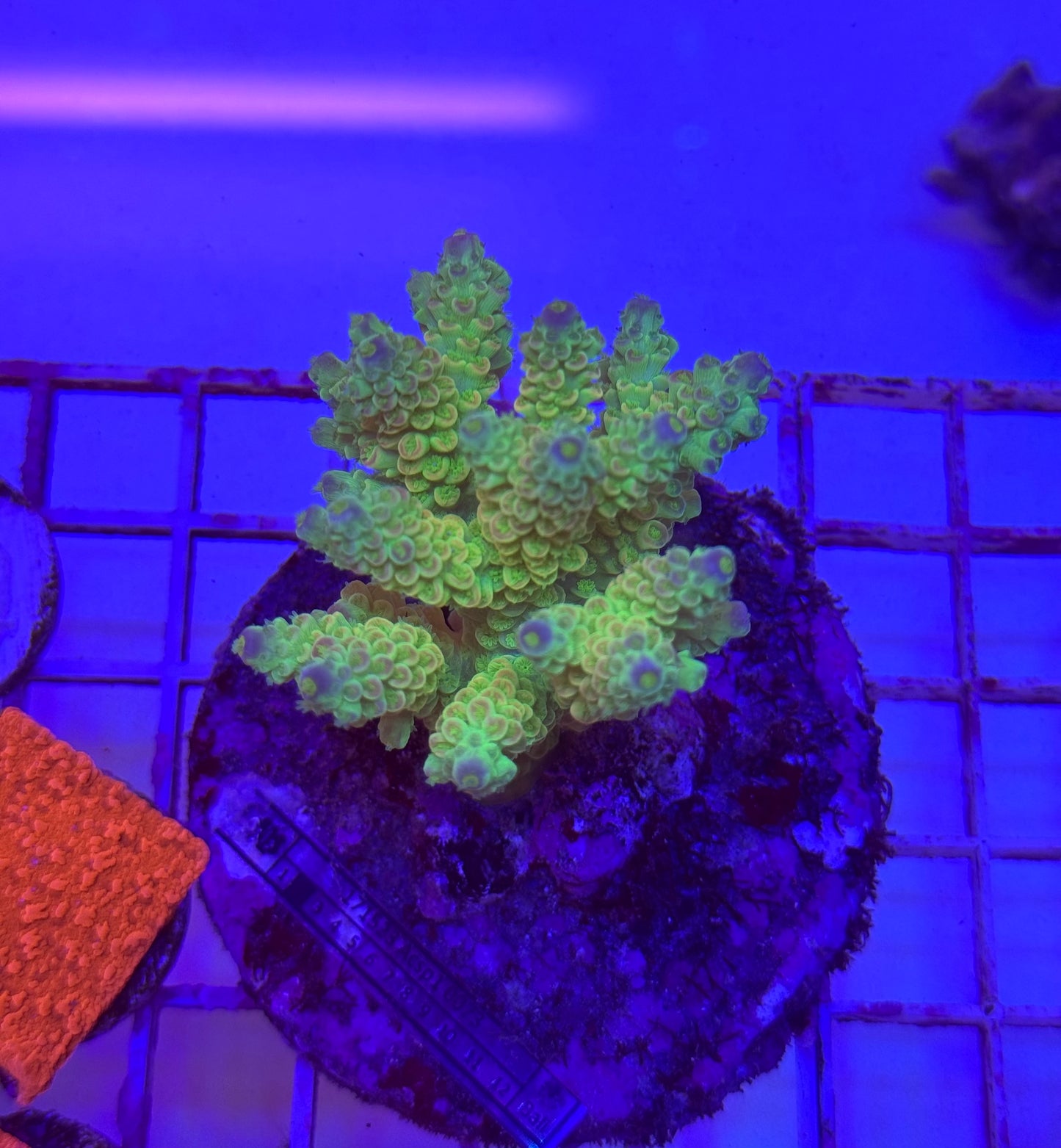 WYSIWYG Acropora Colony