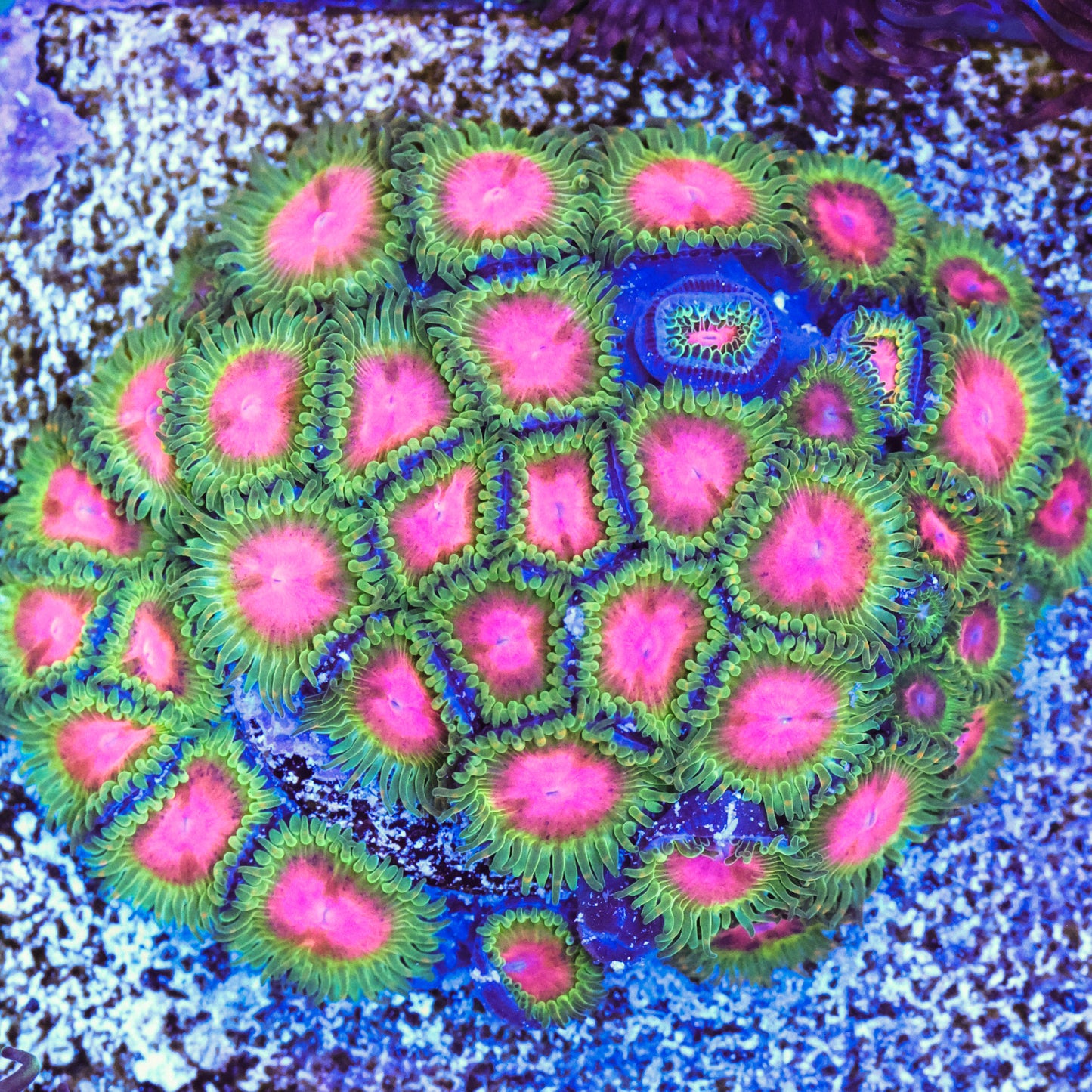 Awesome Blossom Zoa