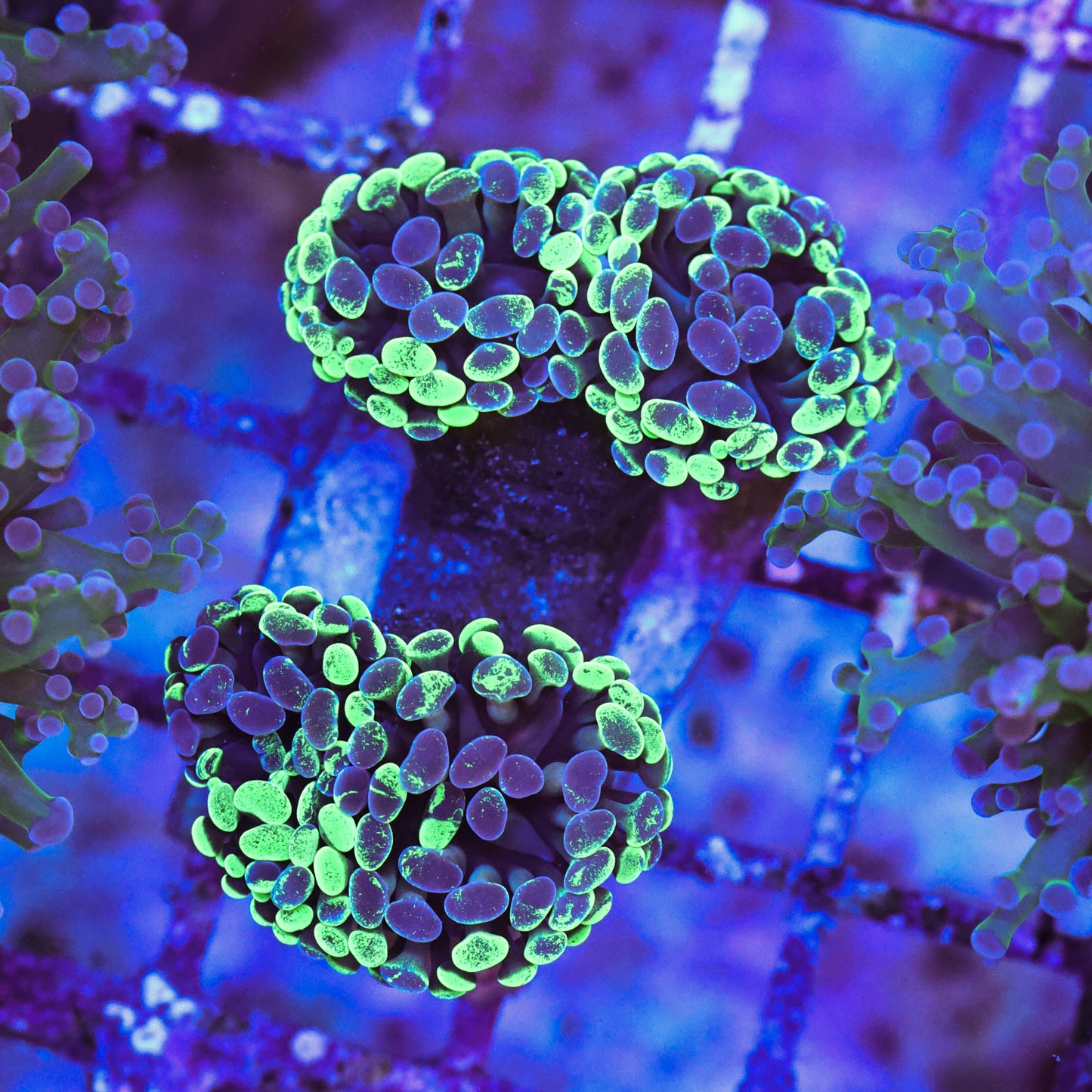 WYSIWYG Green Splatter Hammer Coral 4 Heads