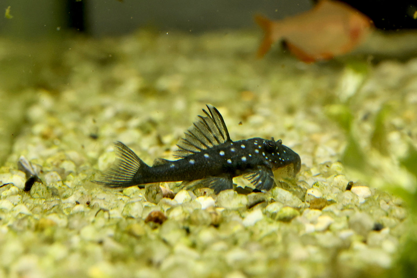 L128 Blue Phantom Pleco Wild 4-5cm