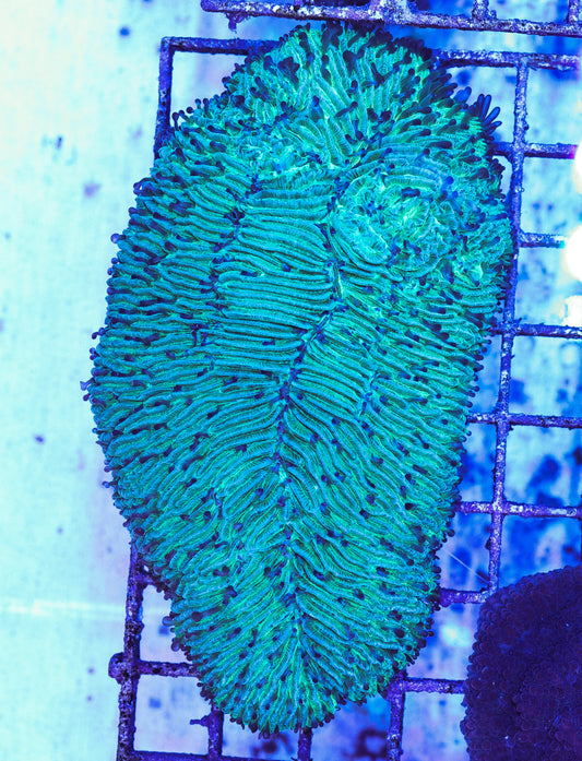 WYSIWYG Green Tongue Coral