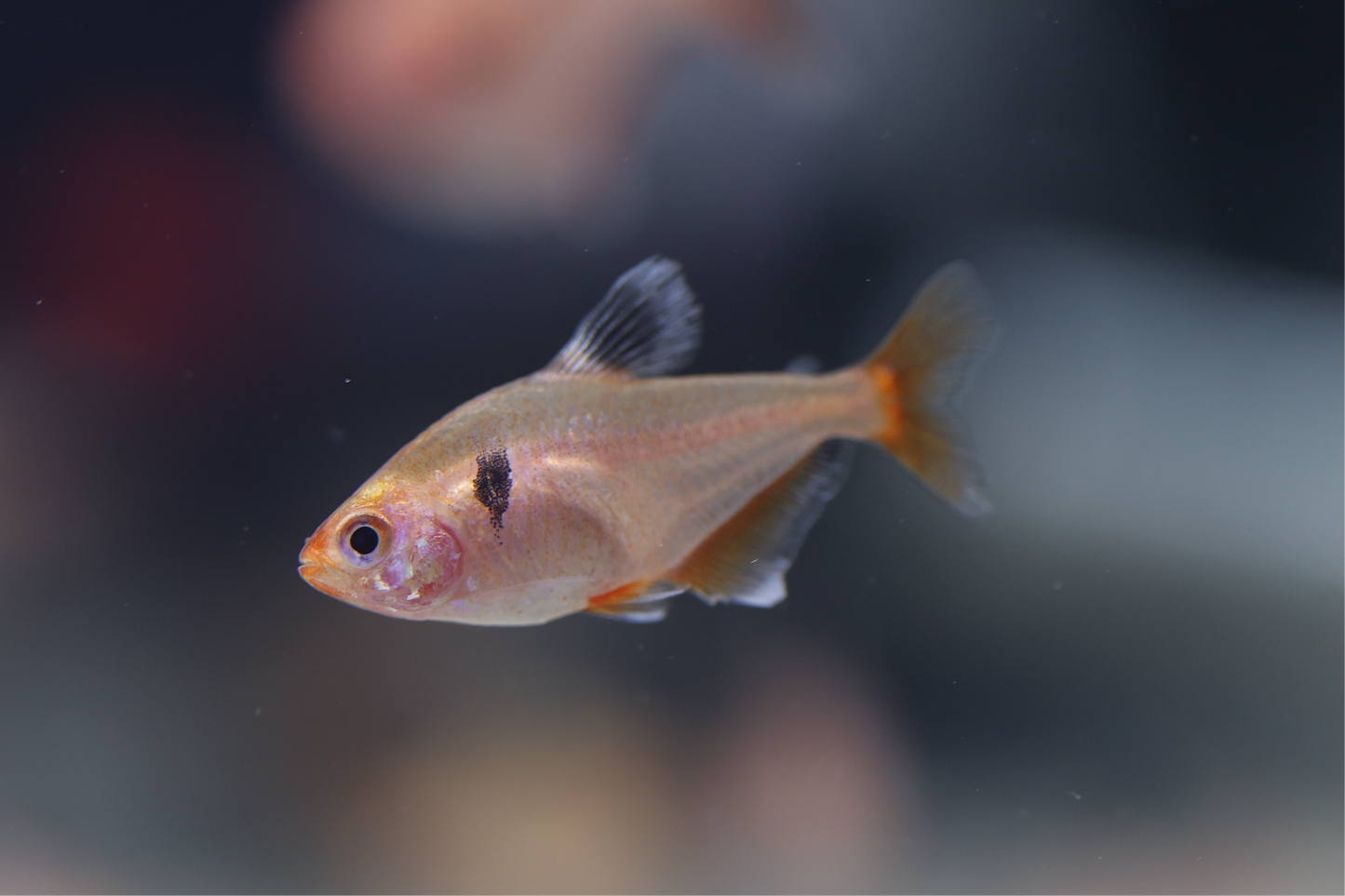 Serpae Tetra 2-3cm