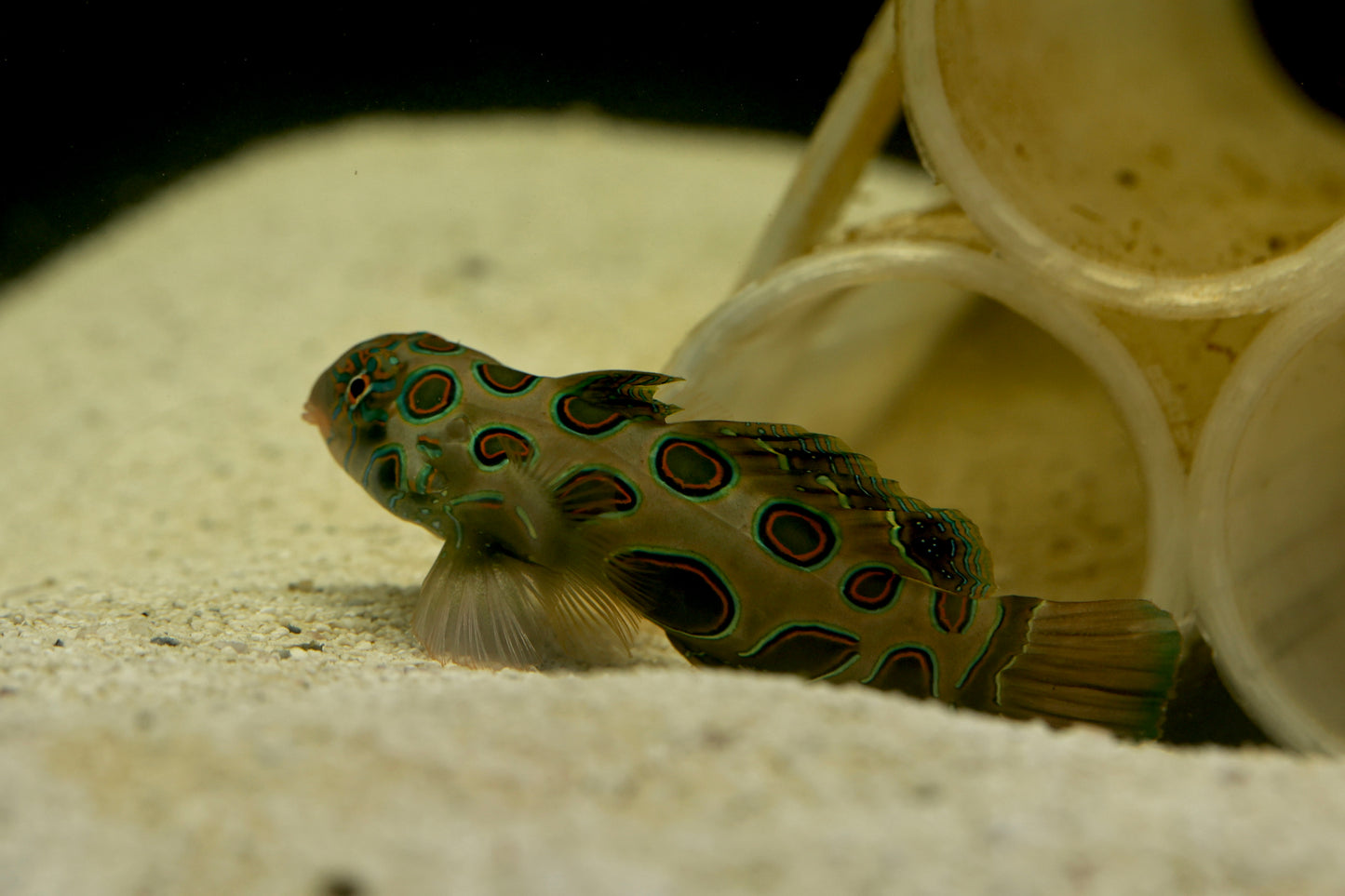 Spotted Mandarin Goby 4-5cm