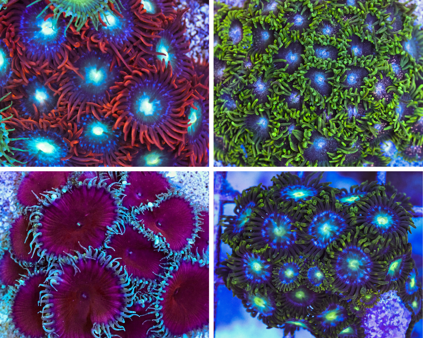 Zoa Bundle 2 – £50 (RRP £80)