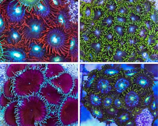 Zoa Bundle 2 – £50 (RRP £80)