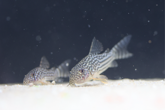 Sterbai Cory 4cm