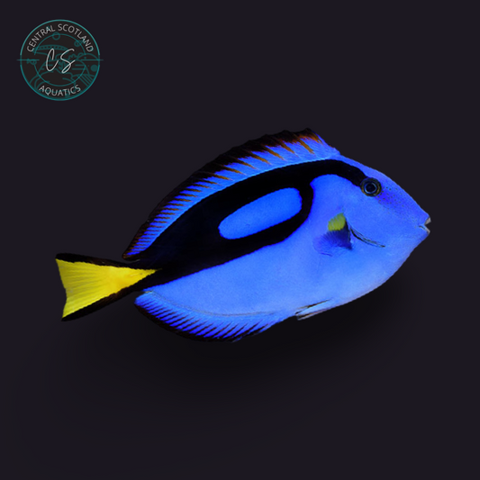 Tank bred Blue Tang Paracanthurus hepatus in UK reef aquarium