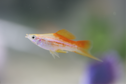 Pineapple Swordtail 4-5cm