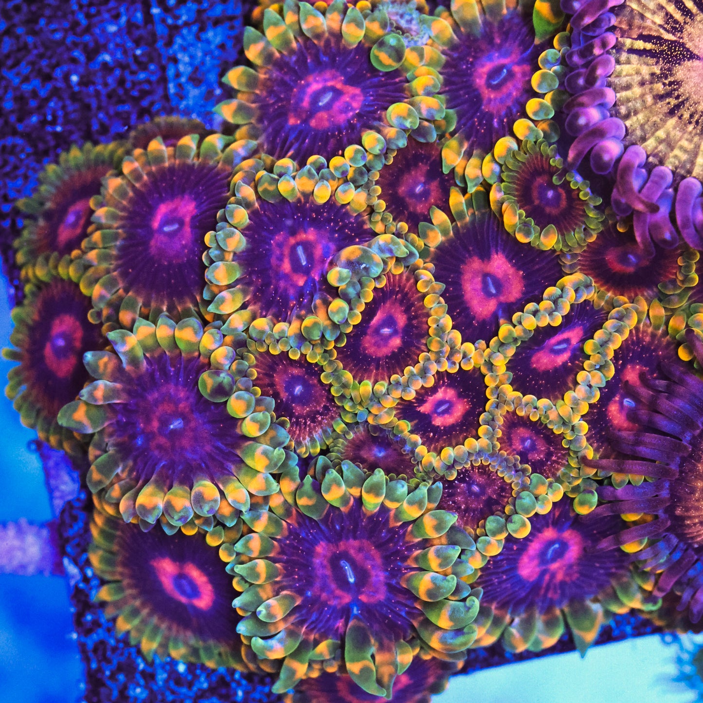 Jedi Mind Trix Zoa