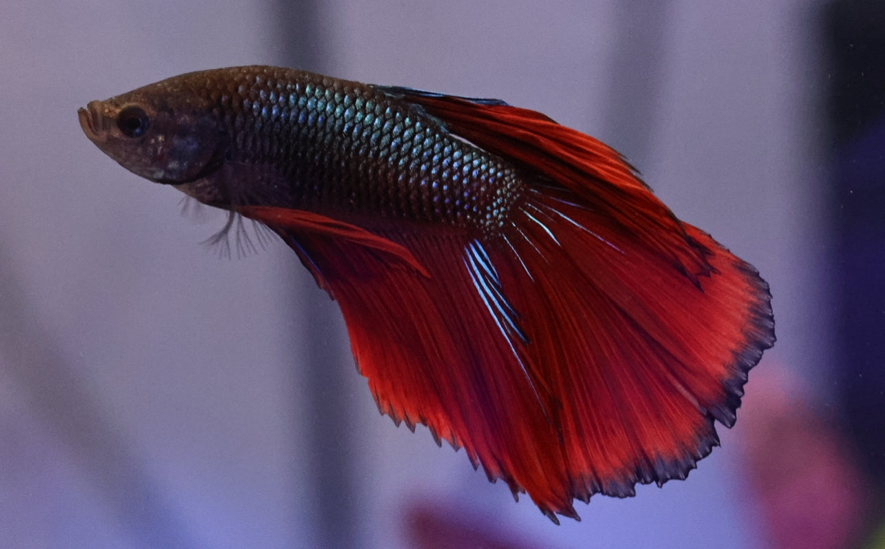 Fancy Male Betta