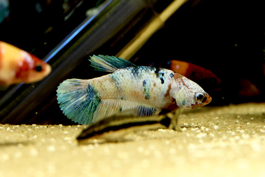 Assorted Female Nemo Koi Betta/Fighting Fish 4-5cm