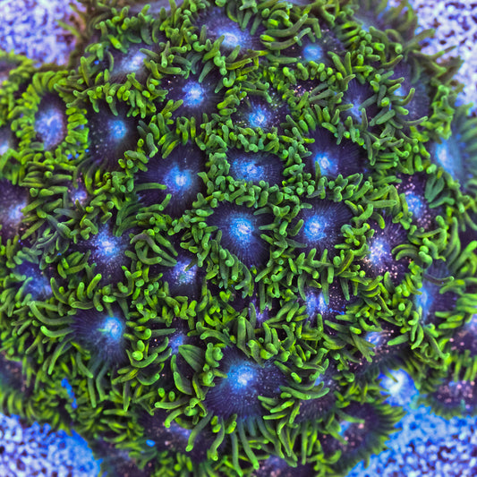 Blackberry Voodoo Zoa