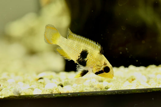 Apistogramma Panduro 3cm