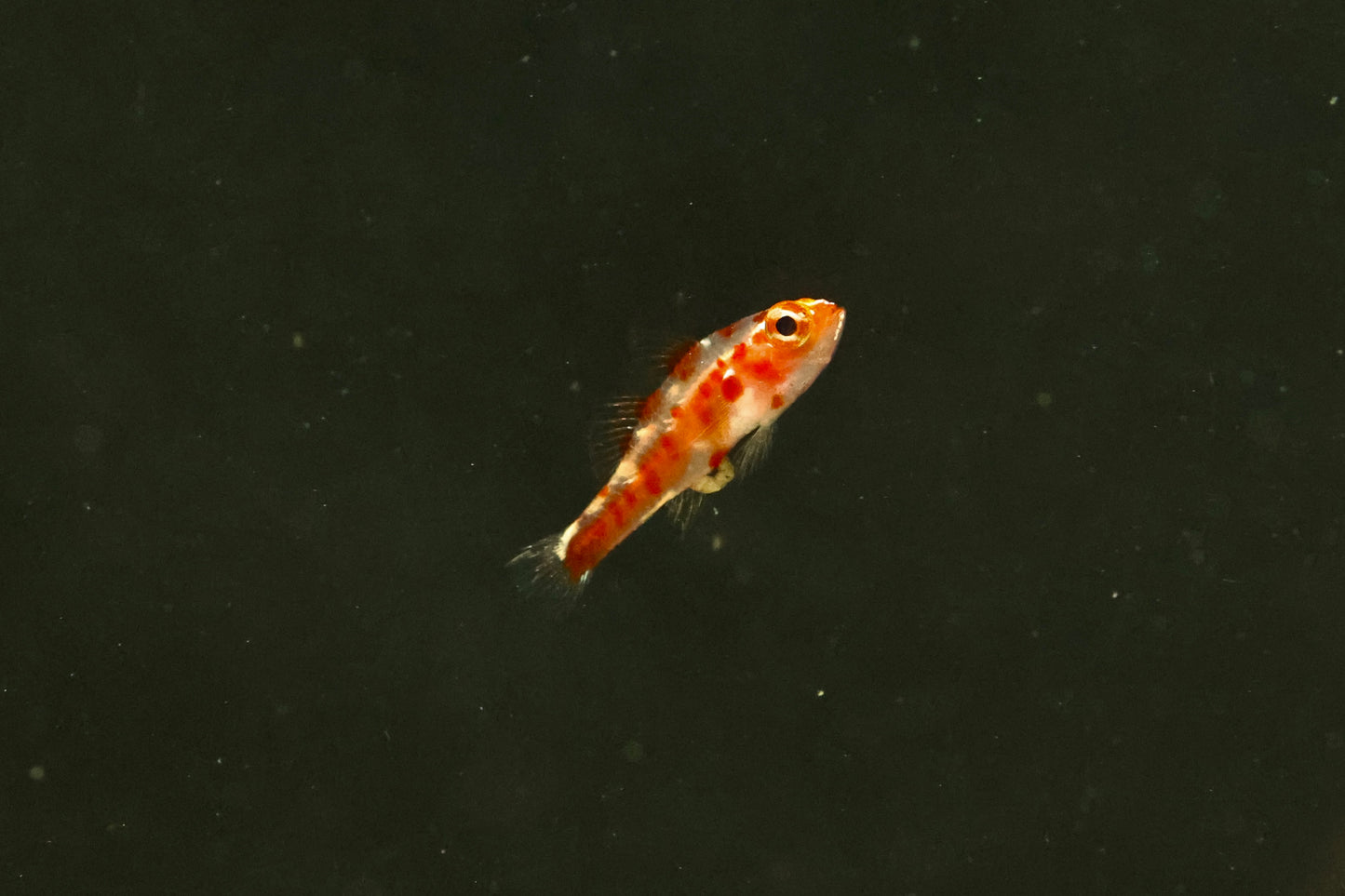 Red Spotted Nano Goby