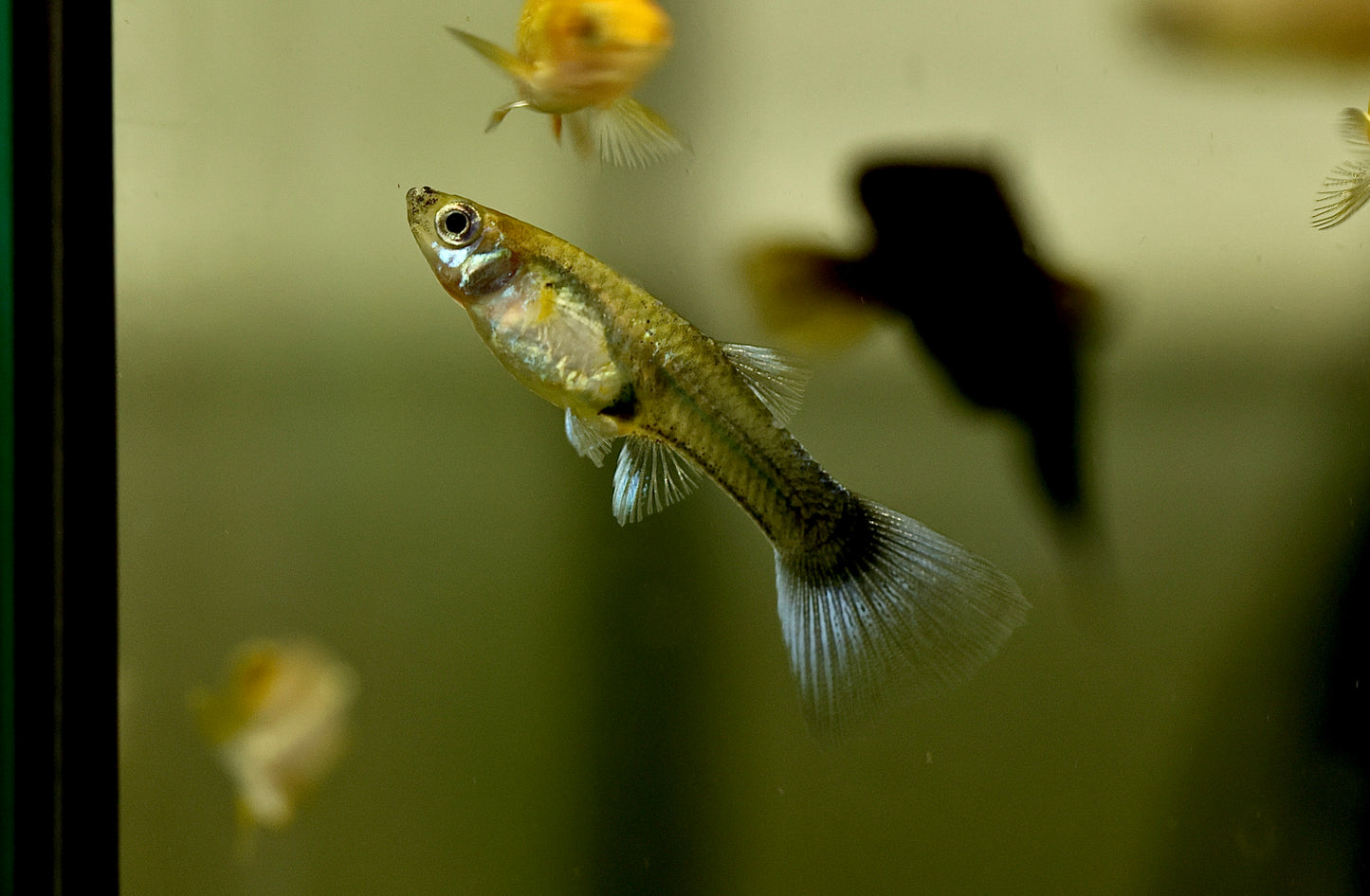 Assorted Female Guppy 2-3cm